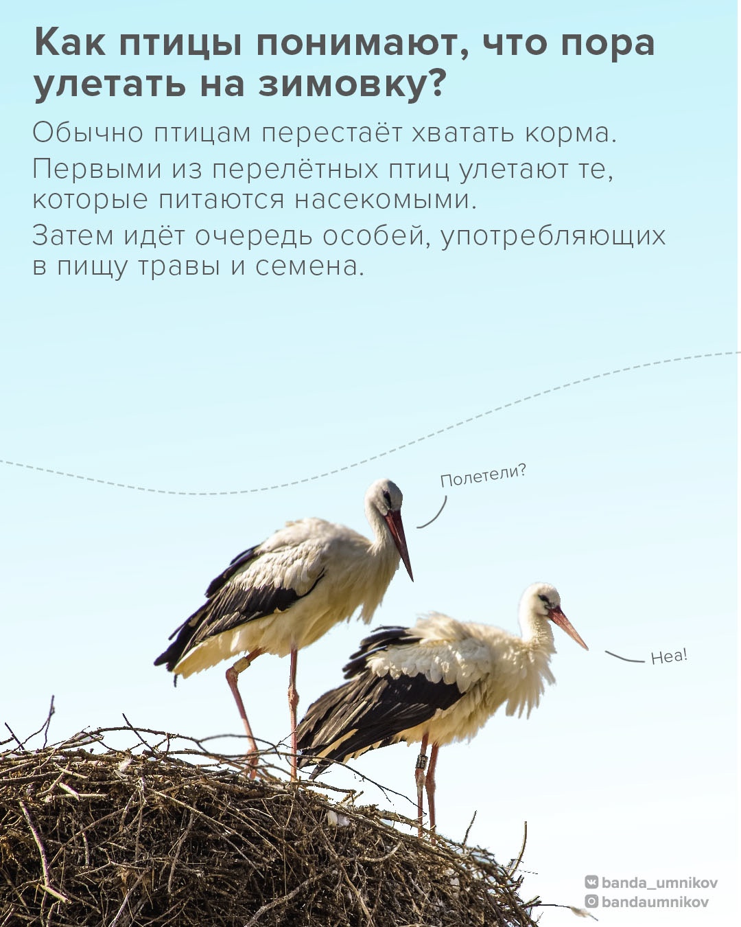 Факт о перелётных птицах 1