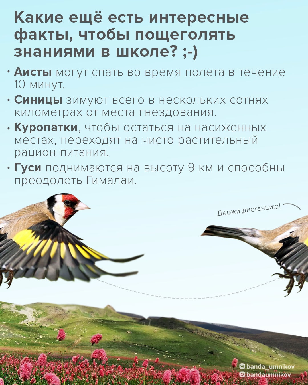 Факт о перелётных птицах 5